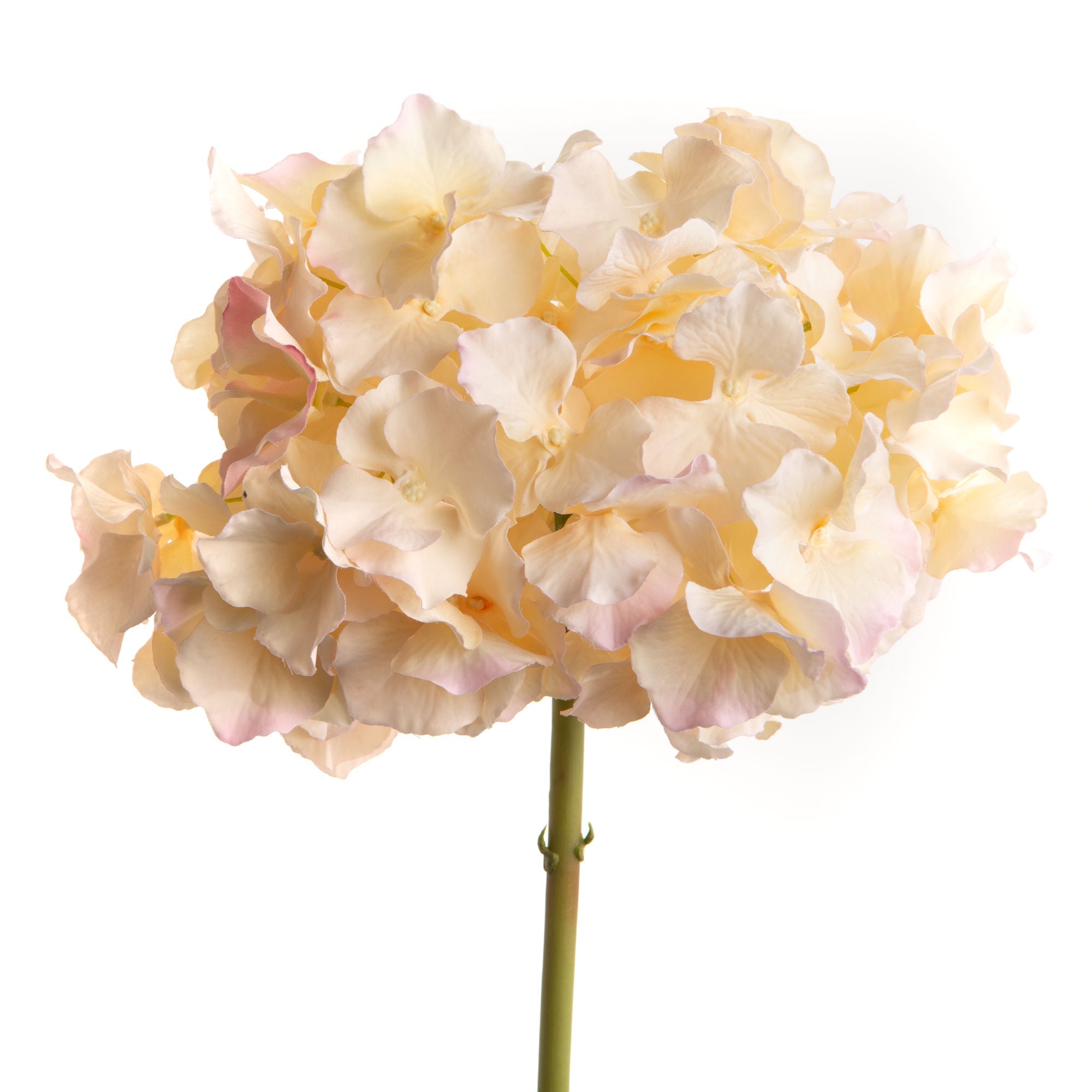 HORTENSIA ALTONA H48 CR/RS - Maison d'Exception