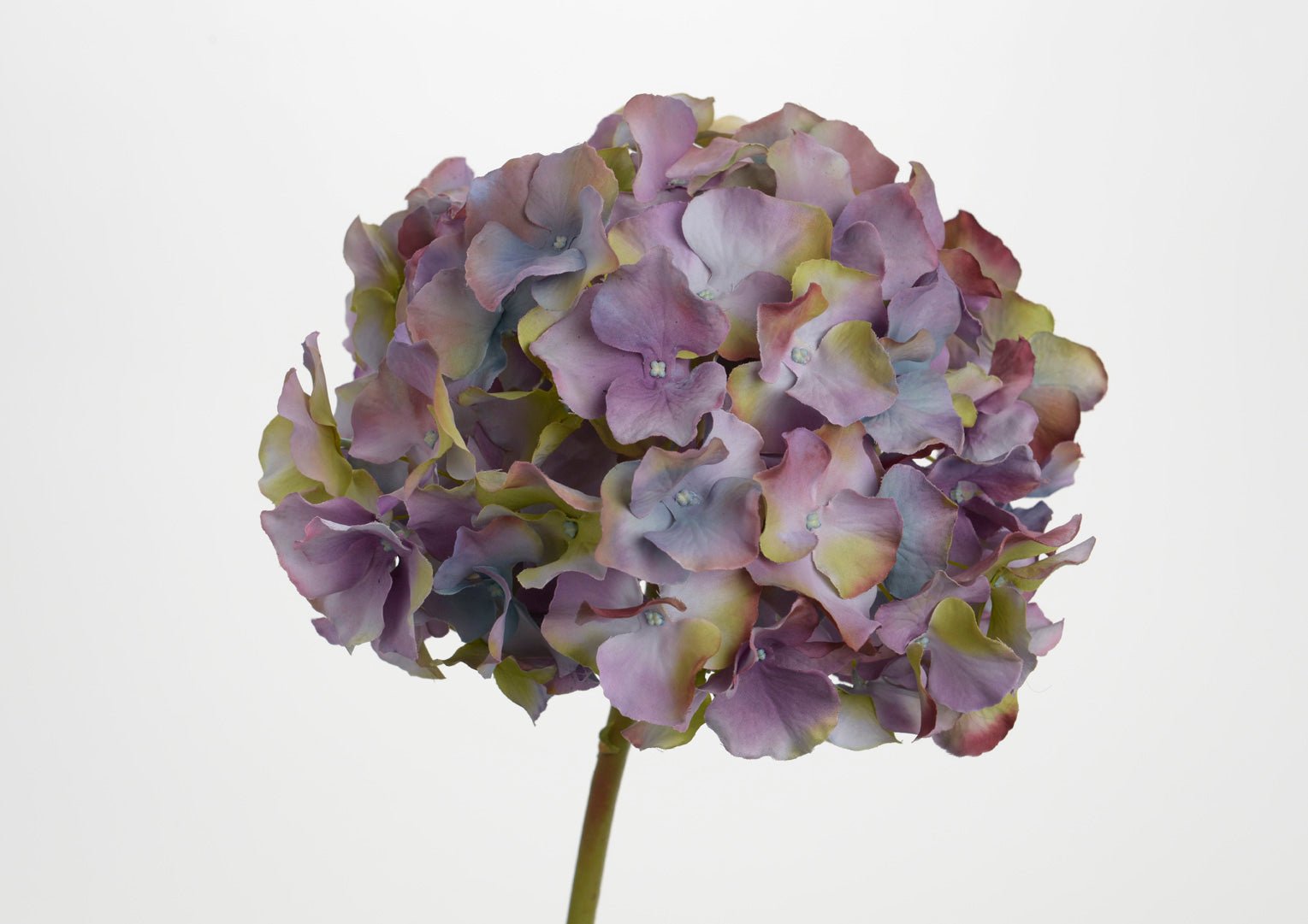 HORTENSIA ALTONA H48 MV/VE - Maison d'Exception