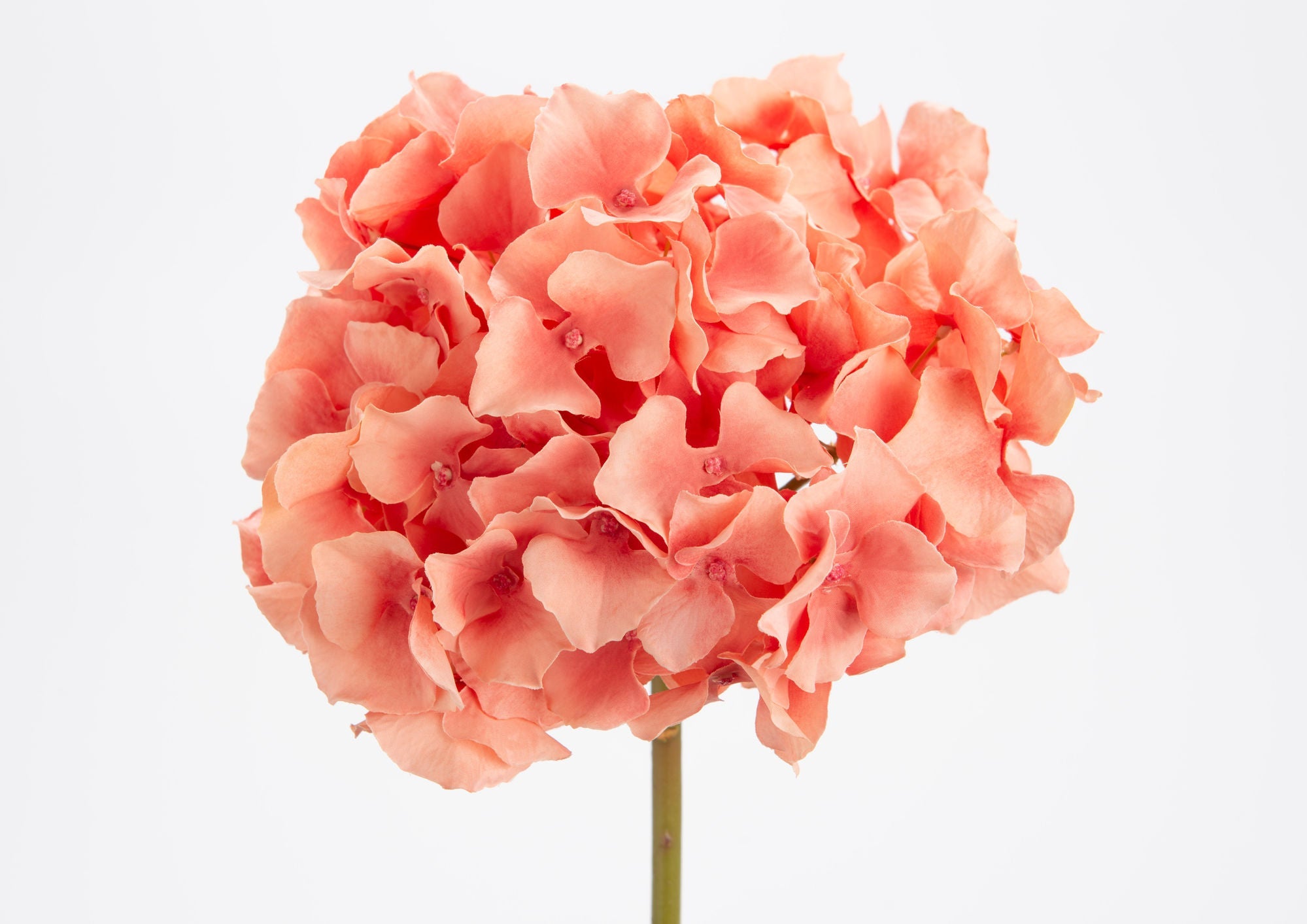 HORTENSIA ALTONA H48CORAIL CL - Maison d'Exception