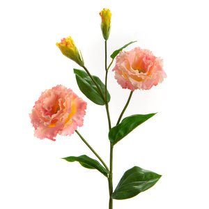 Lisianthus reality corail - Maison d'Exception