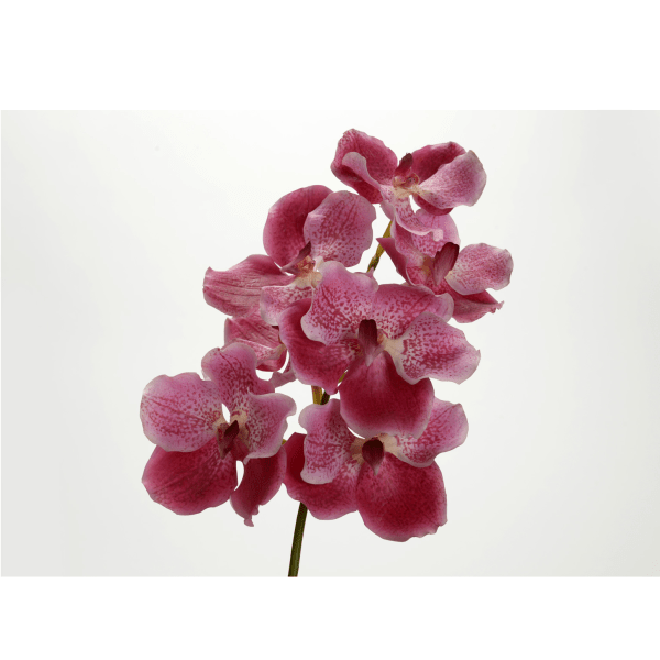 Orchidée vanda rose fushia - Maison d'Exception
