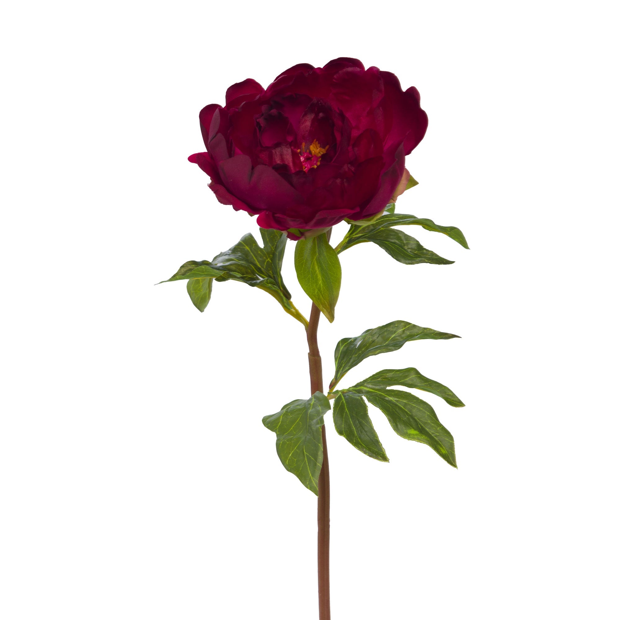 Pivoine coral reality bordeaux - Maison d'Exception