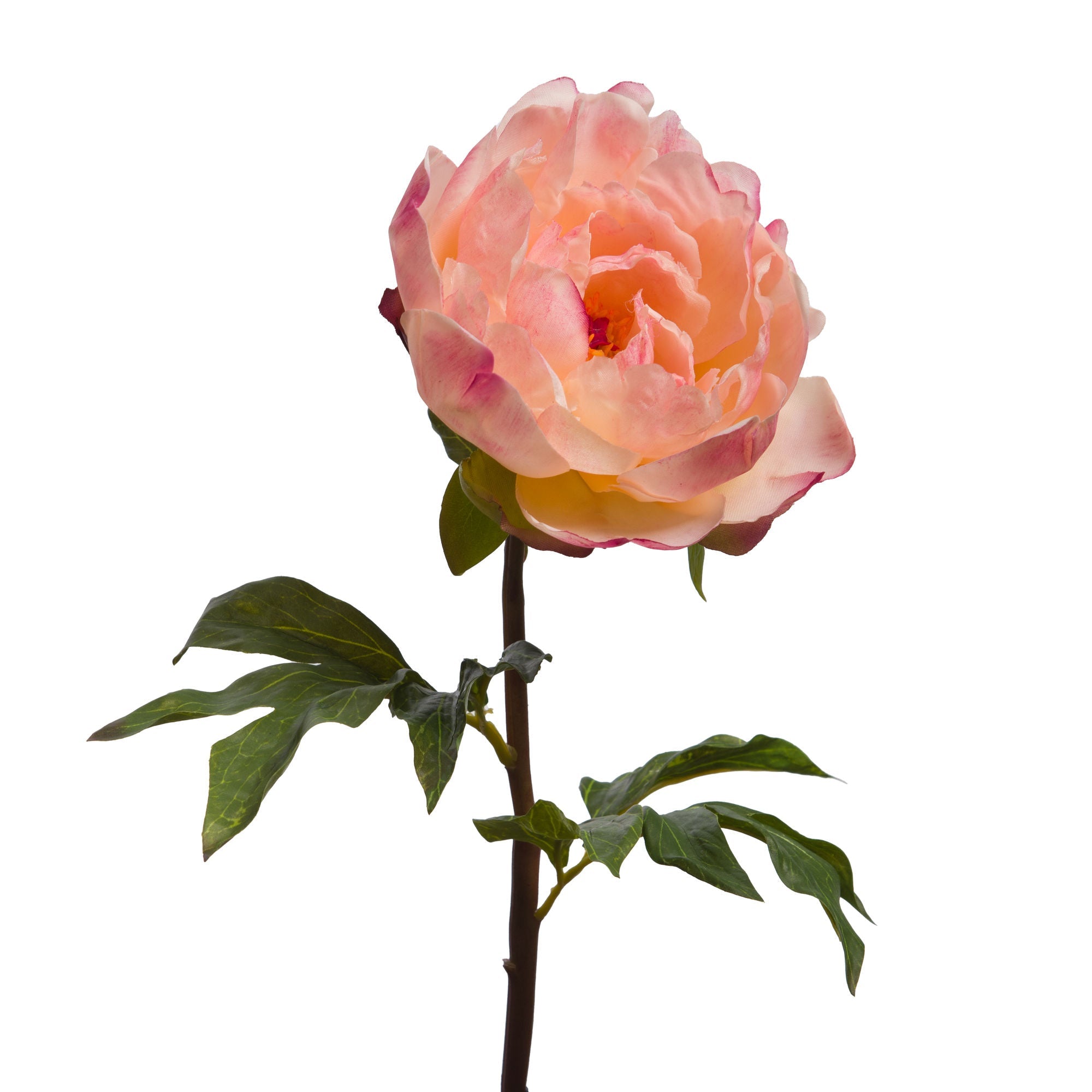 Pivoine coral reality corail - Maison d'Exception