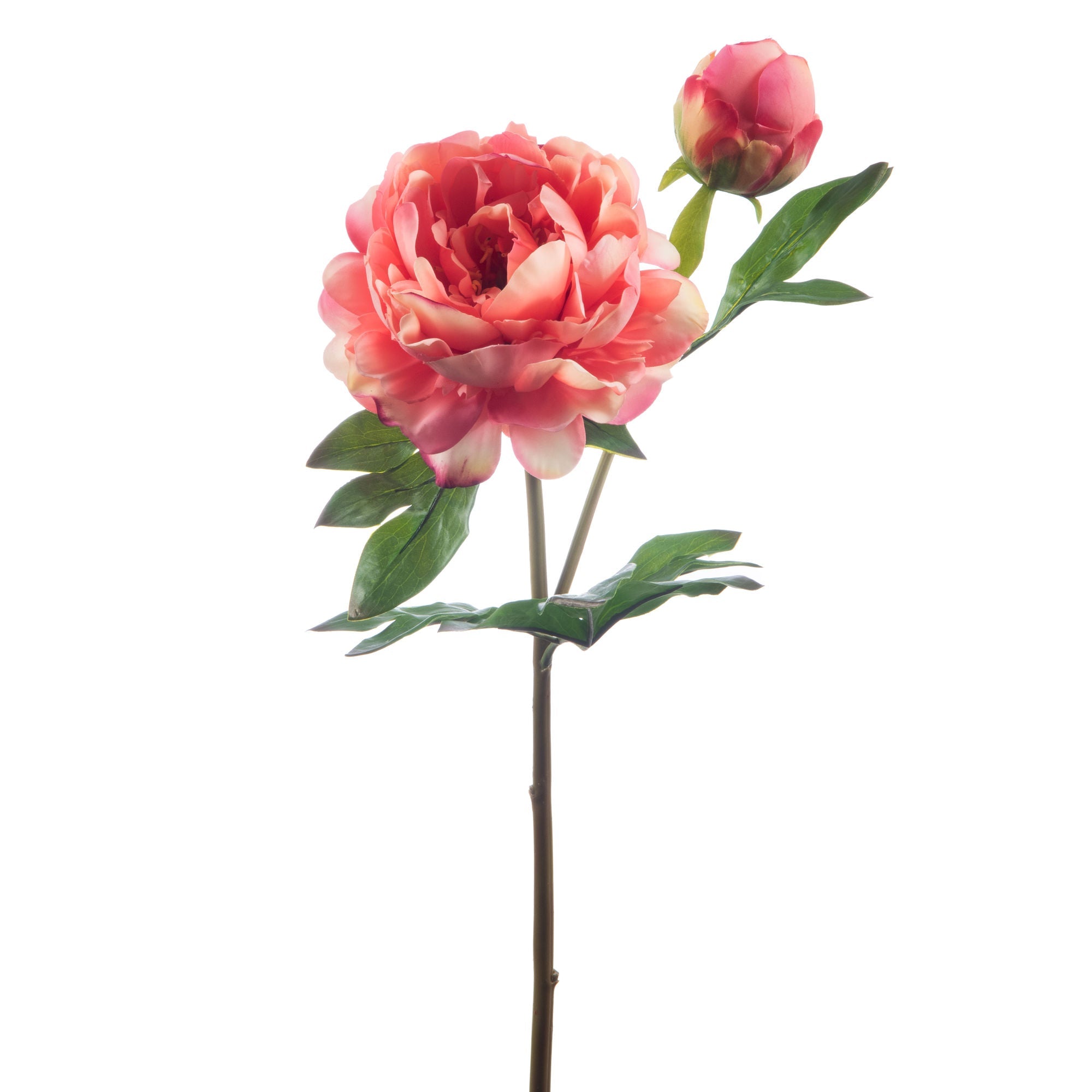 Pivoine sublima corail - Maison d'Exception