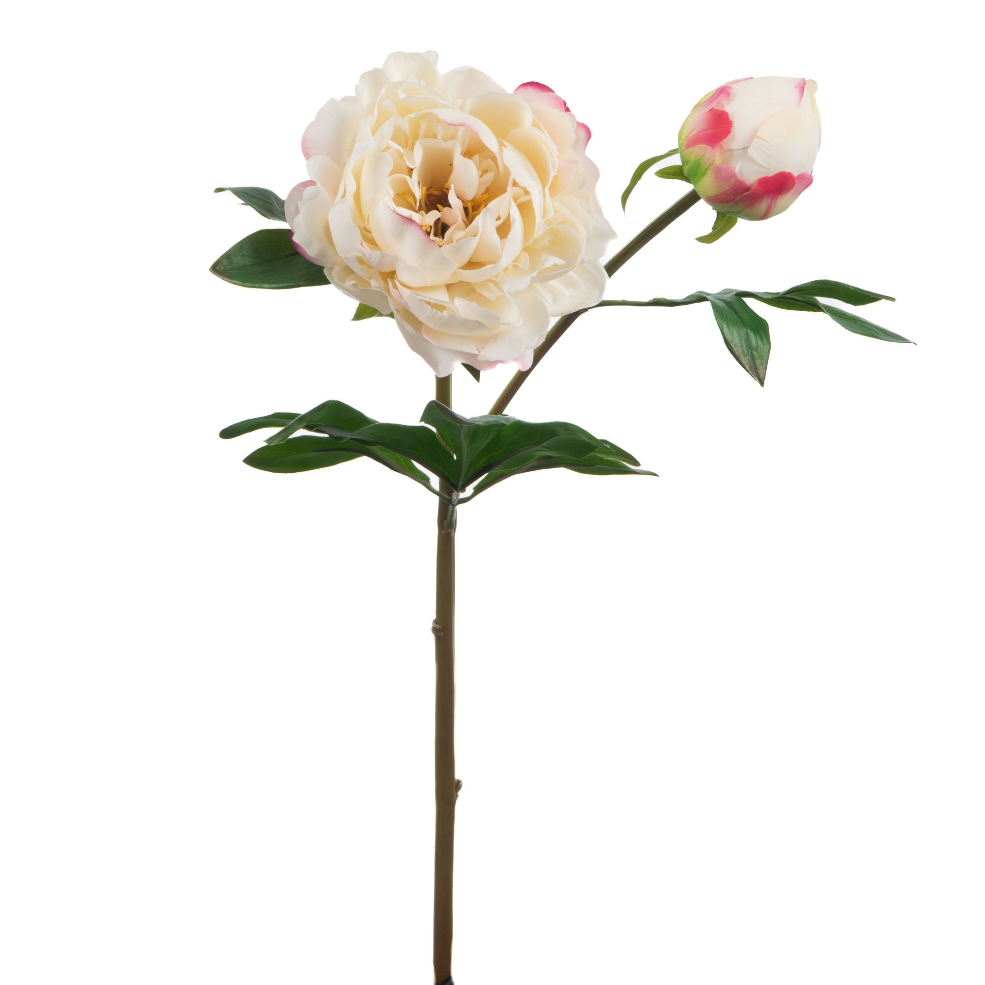 PIVOINE SUBLIMA REALITY H62 CR - Maison d'Exception