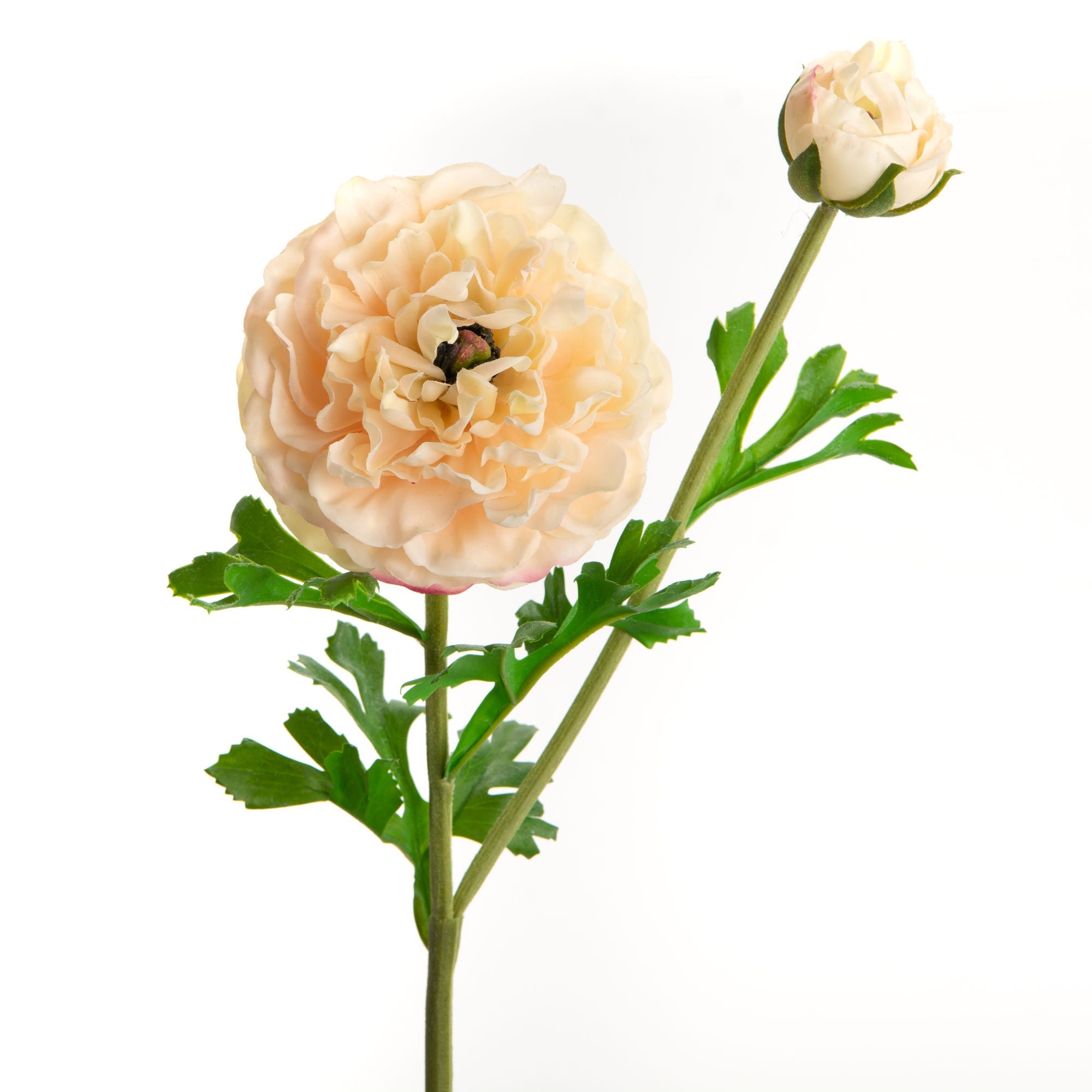 Renoncule reality crème - Maison d'Exception