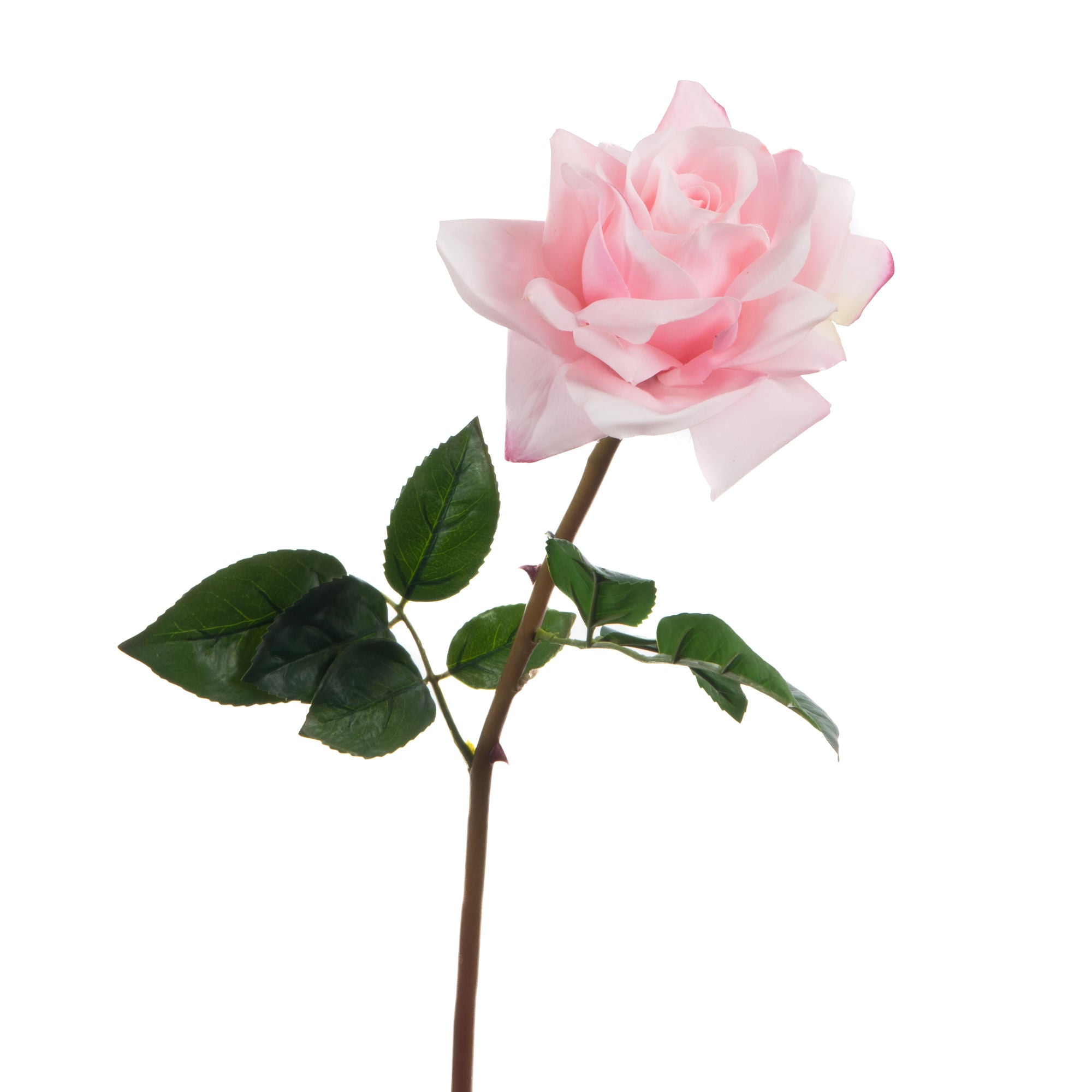 Rose éternelle reality rose - Maison d'Exception