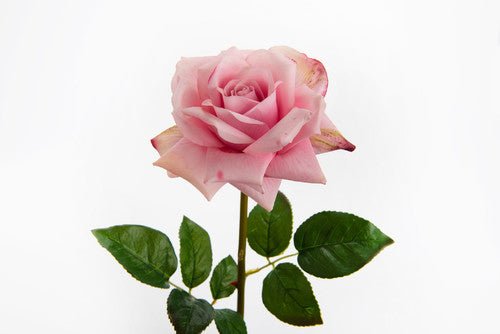 Rose lady reality rose fushia - Maison d'Exception