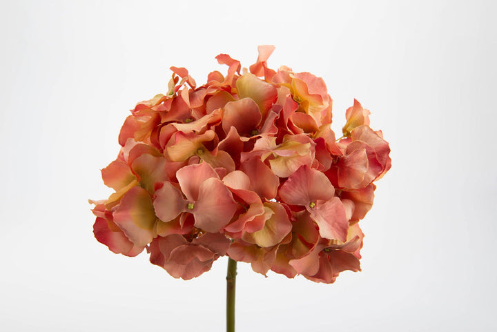 HORTENSIA ALTONA H48 COR/CORC - Maison d'Exception