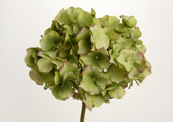 HORTENSIA ALTONA H48 VE - Maison d'Exception