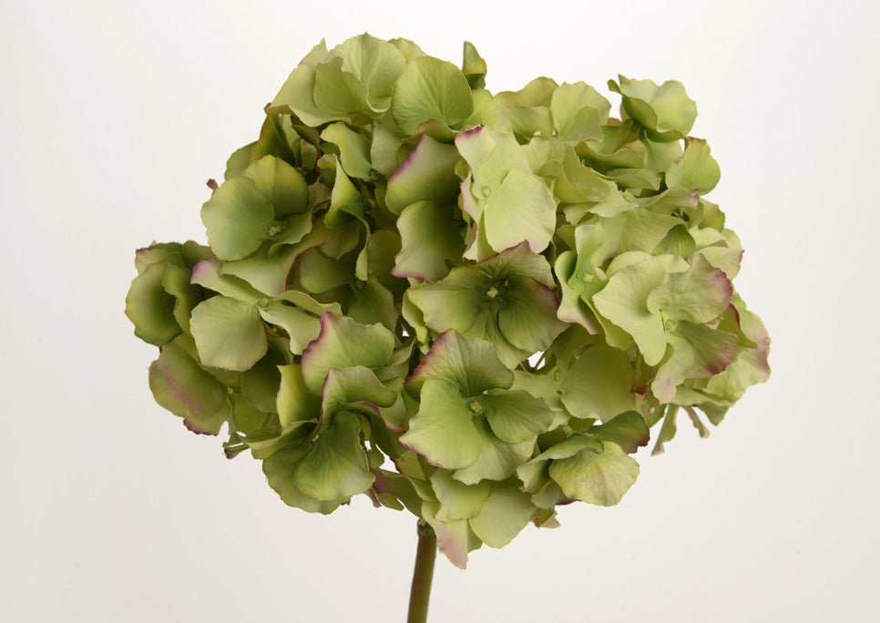 HORTENSIA ALTONA H48 VE - Maison d'Exception