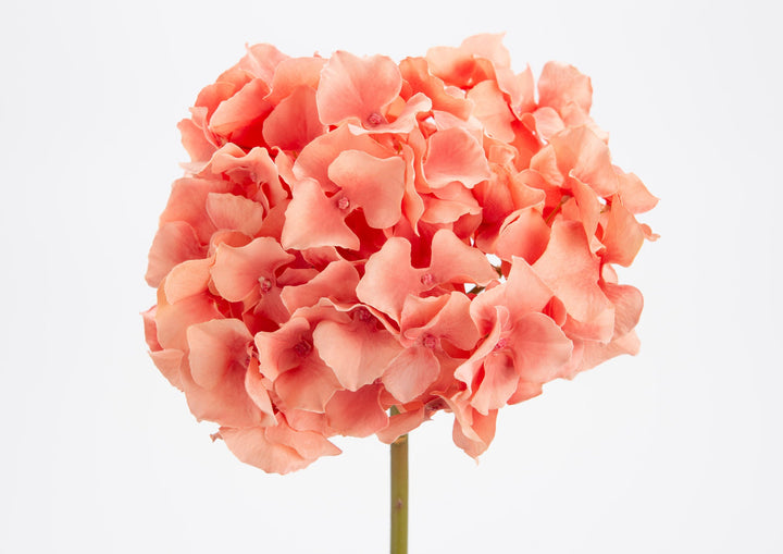 HORTENSIA ALTONA H48CORAIL CL - Maison d'Exception