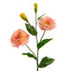 Lisianthus reality corail - Maison d'Exception