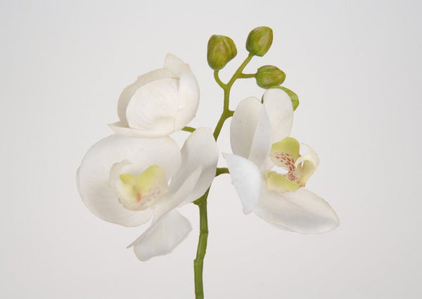 Mini orchidée blanche - Maison d'Exception
