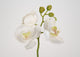 Mini orchidée blanche - Maison d'Exception