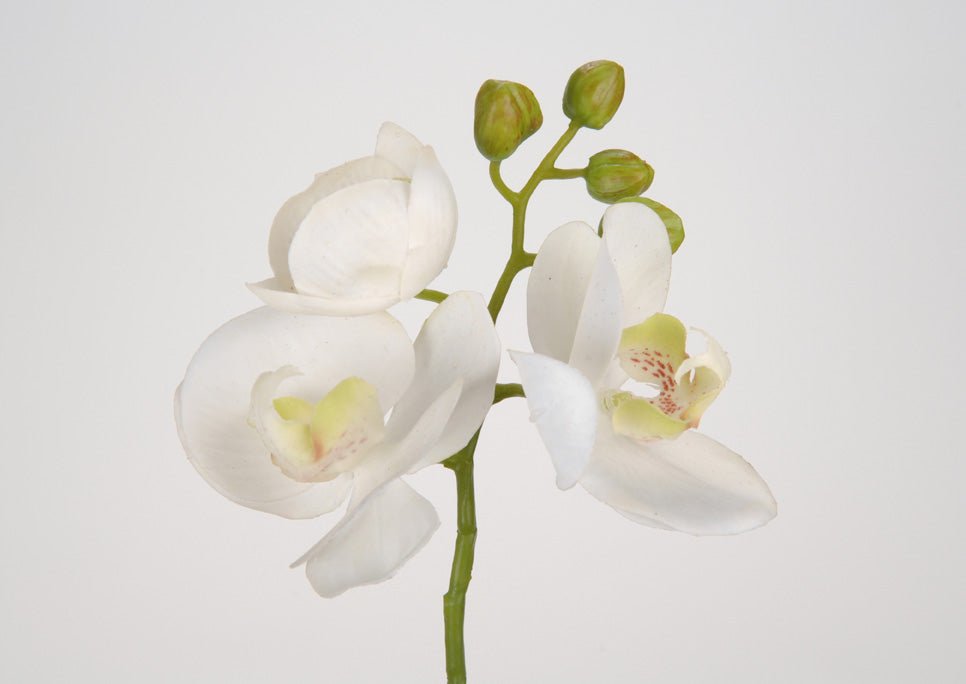 Mini orchidée blanche - Maison d'Exception