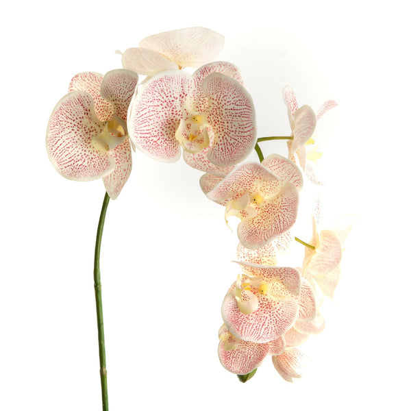 Orchidée pèche - Maison d'Exception