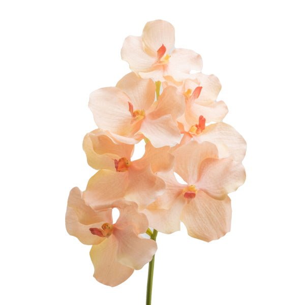Orchidée vanda pèche - Maison d'Exception