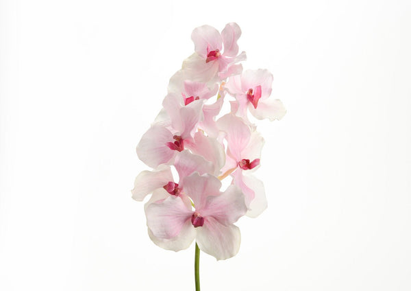 Orchidée vanda rose - Maison d'Exception