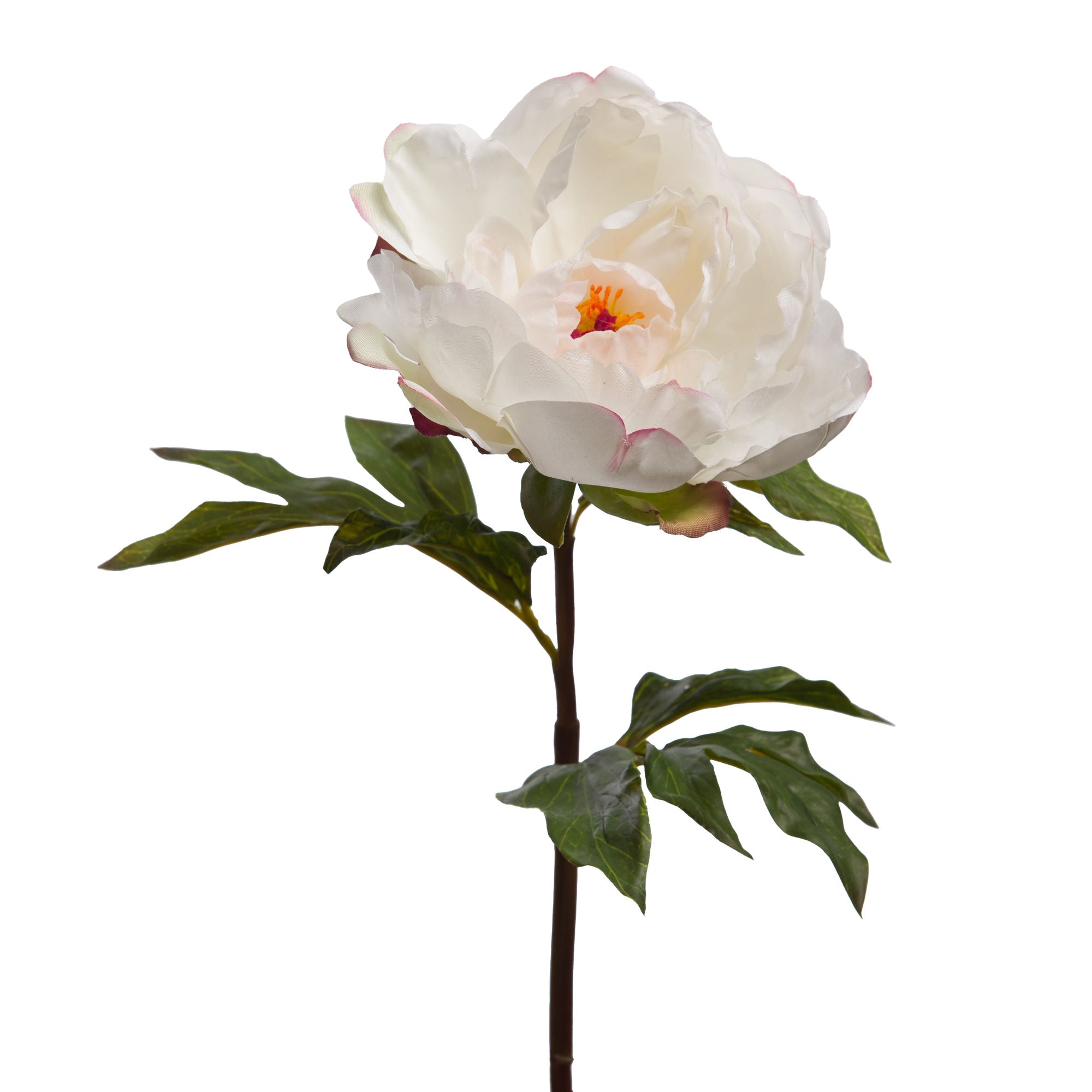 Pivoine coral reality blanche - Maison d'Exception