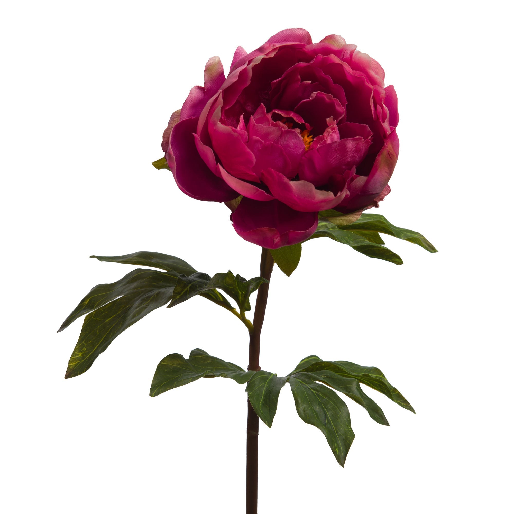 Pivoine coral reality framboise - Maison d'Exception