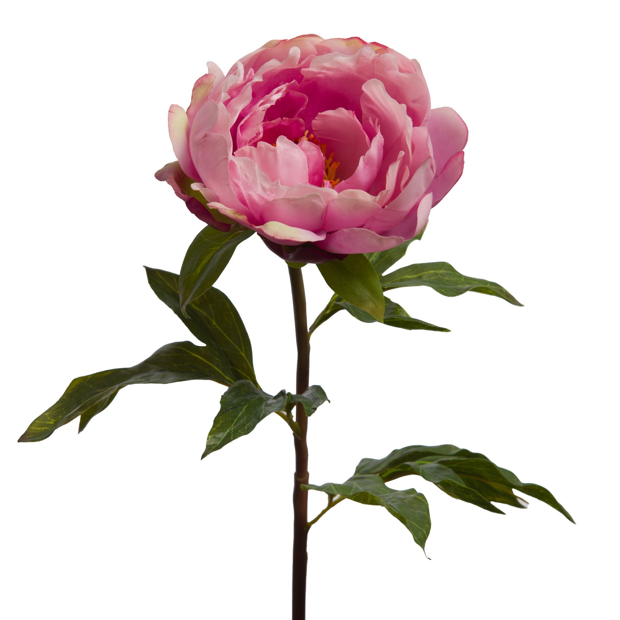 Pivoine coral reality rose fushia - Maison d'Exception
