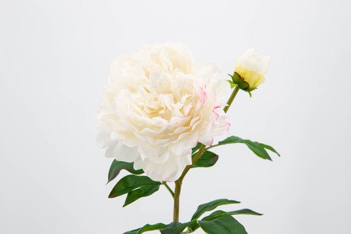 Pivoine splendor reality blanche - Maison d'Exception