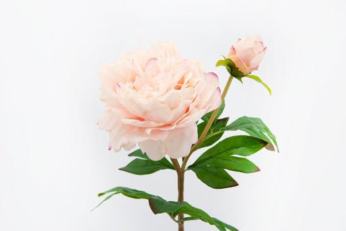 Pivoine splendor reality rose - Maison d'Exception