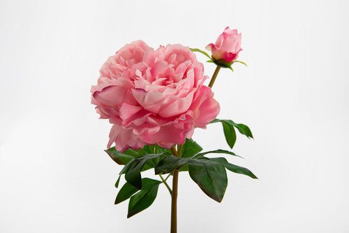 Pivoine splendor reality rose fushia - Maison d'Exception