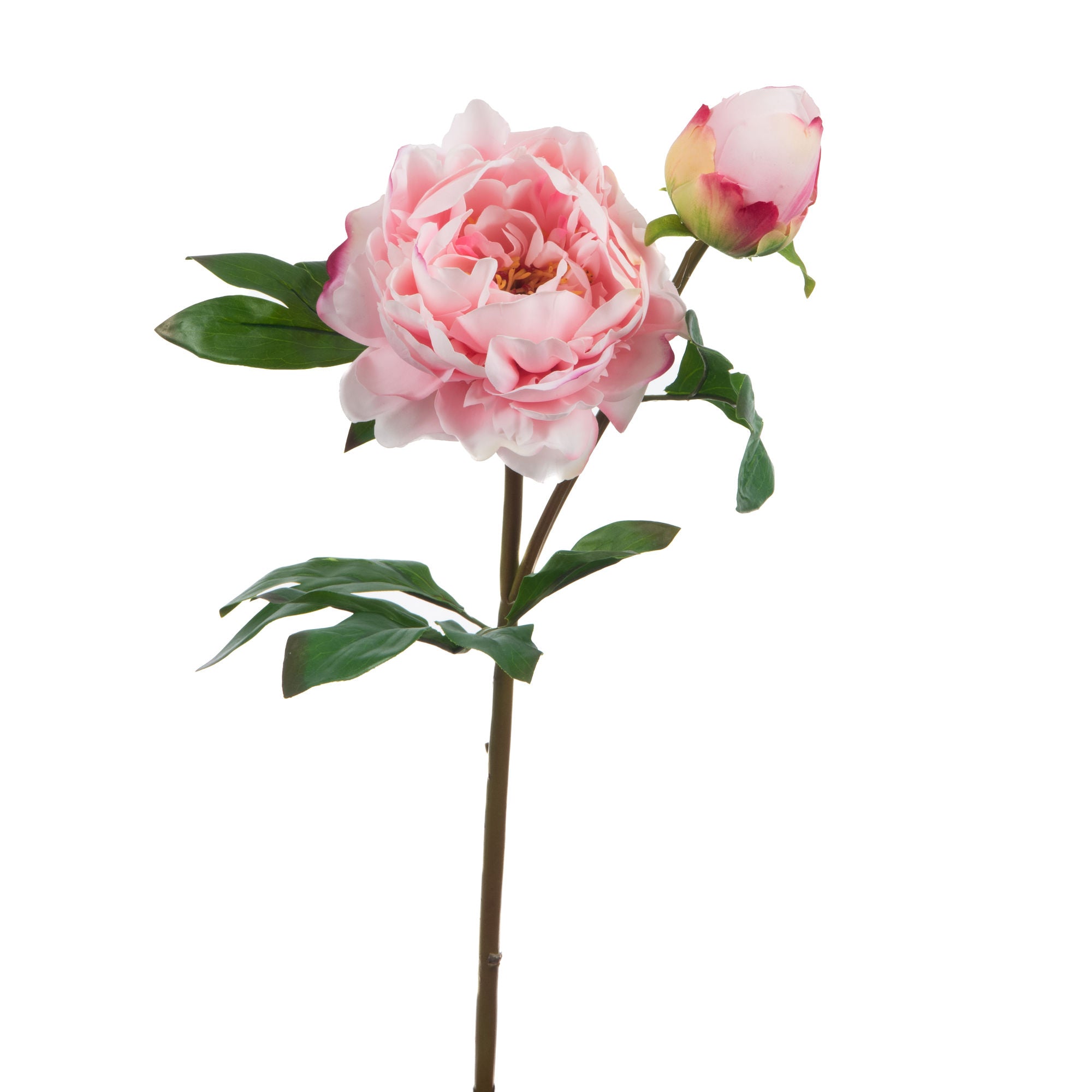 Pivoine Sublima reality rose - Maison d'Exception