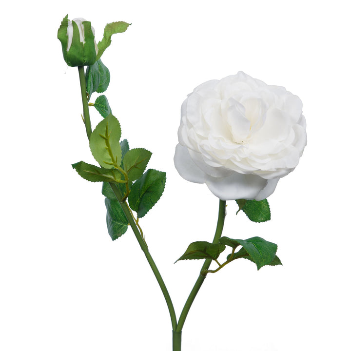Rose chinansis reality blanche - Maison d'Exception