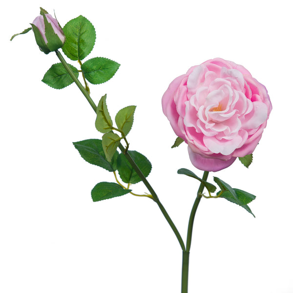 Rose chinansis reality rose fushia - Maison d'Exception