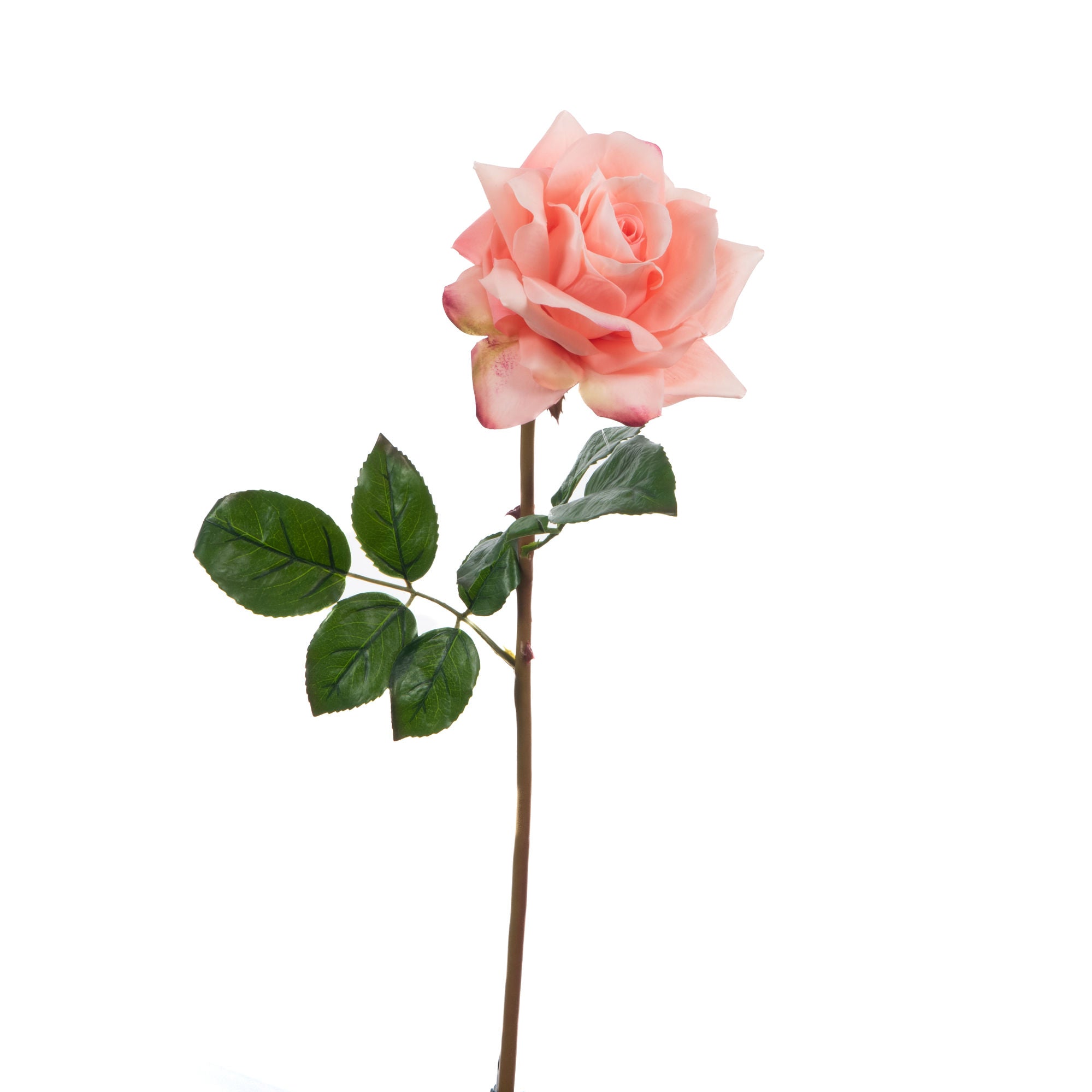 Rose éternelle reality corail - Maison d'Exception