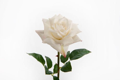 Rose lady reality blanche - Maison d'Exception