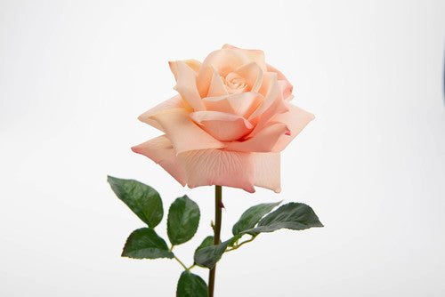 Rose lady reality pèche - Maison d'Exception