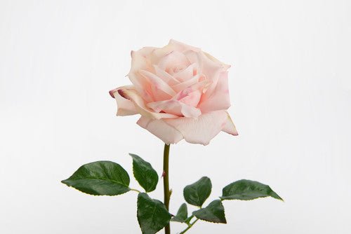 Rose lady reality rose - Maison d'Exception