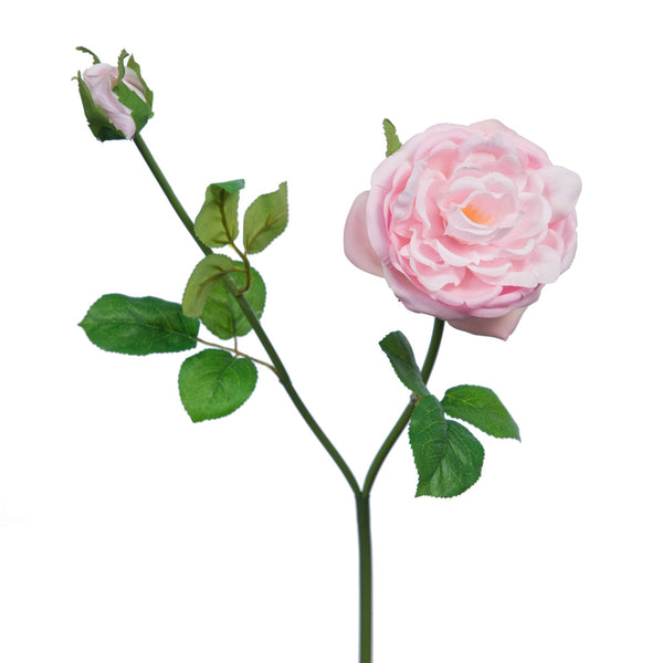 Roses chinansis reality rose - Maison d'Exception